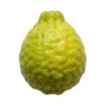 Bergamot perfume note