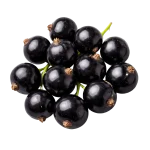 Cassis perfume note