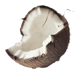 Coconut perfume note