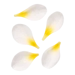 Freesia perfume note