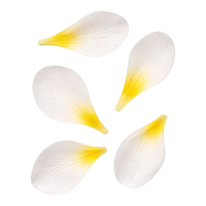 Freesia perfume note