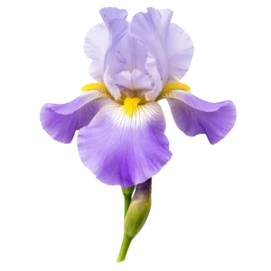 Iris perfume note
