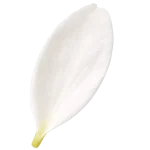Jasmine perfume note