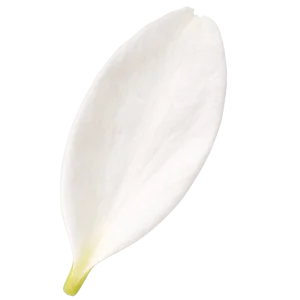 Egyptian Jasmine perfume note
