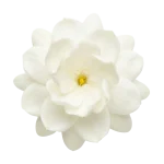 Jasmine Sambac perfume note