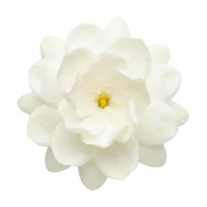 Jasmine Sambac perfume note