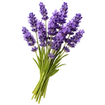 Lavender perfume note