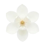 Magnolia perfume note