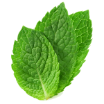 Mint perfume note