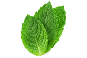 Mint perfume note