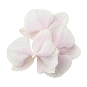 Orchid perfume note