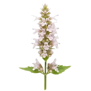 Patchouli perfume note