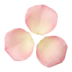 Rose perfume note