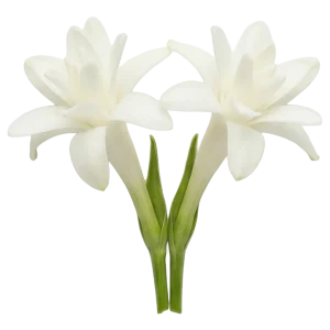 Tuberose perfume note