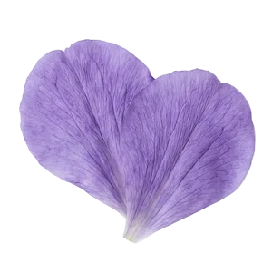 Violet perfume note