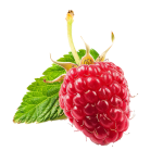 Raspberry perfume note