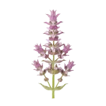 Clary Sage perfume note