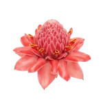 Ginger Flower perfume note