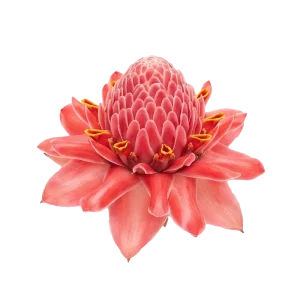 Ginger Flower perfume note