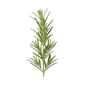 Rosemary perfume note