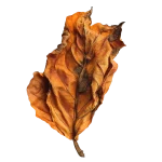 Tobacco perfume note